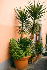 Small street with lots of plants in pots. Lush green plants growing in pots near door of house.