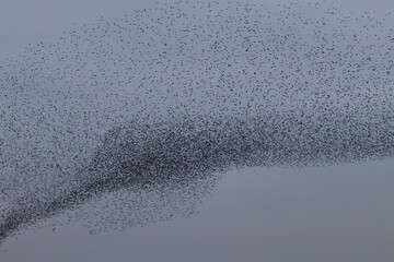 starling flock