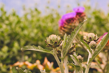 Artichoke Plants with Purple Thistles in Background