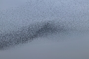 starling flock
