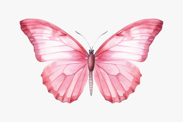 Elegant pink butterfly illustration