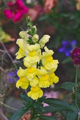 Yellow Snapdragon Flower in Bloom