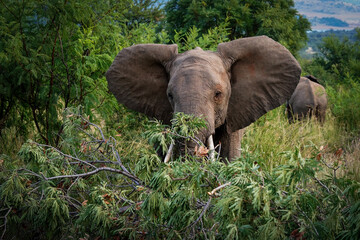 Naklejka premium An older elephant stands majestically in the lush green bushveld, blending harmoniously with the vibrant foliage of the African landscape. Taken during a Safari Game Drive