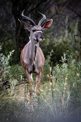 A graceful kudu stands in the bushveld, its majestic spiral horns and striking markings blending seamlessly into the natural African wilderness. Taken during a Safari Game Drive