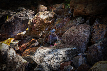 Close-up of water trickling over a rock cascade, with splashes capturing the essence of nature’s flow, illustrating the vital beauty of life’s water cycle. taken during a Safari Game Drive.