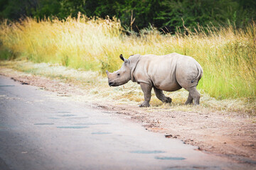 A baby white rhino cautiously crosses a road in Pilanesberg Nature Reserve under soft, overcast light, showcasing the gentle beauty of wildlife in a serene setting. Taken during a safari game drive © Phillip
