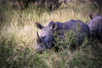 Inquisitive White Rhino baby and mother walking in an open bushveld with long grass, endangered species . Taken during a game safari drive in Pilansberg nature reserve