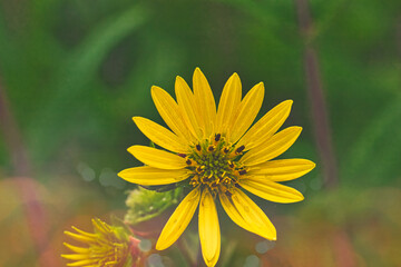 Close-Up of a Vibrant Yellow Flower