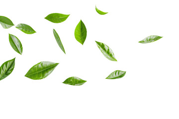 Green leaves float gently in the air isolated on white