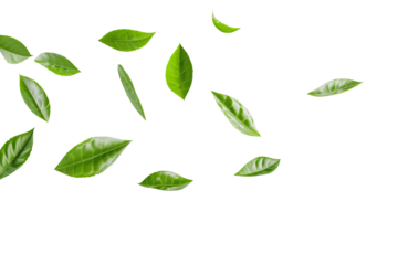 Green leaves float gently in the air isolated on white