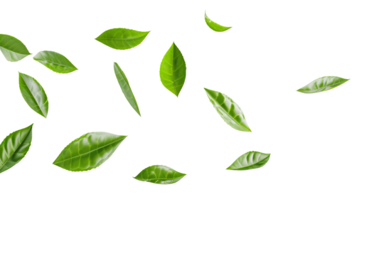 Green leaves float gently in the air isolated on white