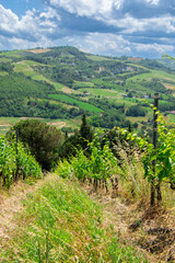 View of a beautiful vineyard in Emilia-Romagna near Bologna in Italy