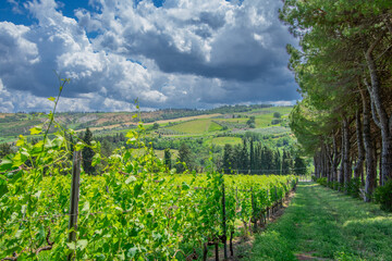 Fototapeta premium View of a beautiful vineyard in Emilia-Romagna near Bologna in Italy