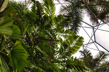 Lush Tropical Plants Under Glass Structure at Eden Project in Cornwall, UK