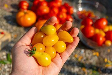 Growing Tomatoes. Multiple colored Tomatoes. Harvesting colorful Tomatoes. Cherry, red, yellow and big orange tomato. Hand Holding Artisan Blush Tiger. Hand Holding Tomato.