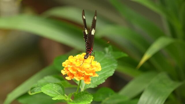 Heliconius doris, Doris longwing,  butterfly from Costa Rica in Central America. Heliconius, beautiful insect sitting on the green leave in the nature. Butterfly, wildlife nature. 
