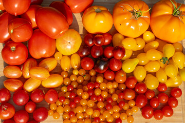 Growing Tomatoes. Multiple colored Tomatoes. Harvesting colorful Tomatoes. Cherry, red, yellow and big orange tomato. Hand Holding Artisan Blush Tiger. Hand Holding Tomato.