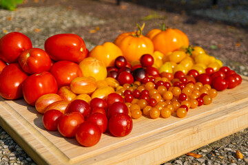 Growing Tomatoes. Multiple colored Tomatoes. Harvesting colorful Tomatoes. Cherry, red, yellow and big orange tomato. Hand Holding Artisan Blush Tiger. Hand Holding Tomato.
