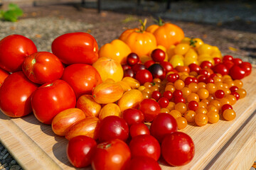 Growing Tomatoes. Multiple colored Tomatoes. Harvesting colorful Tomatoes. Cherry, red, yellow and big orange tomato. Hand Holding Artisan Blush Tiger. Hand Holding Tomato.
