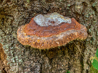 Chyba na drzewie, grzyb © Maciej G. Szling