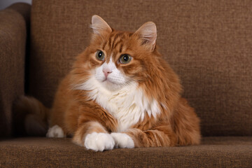 Portrait of an adult ginger cat lying on a brown sofa