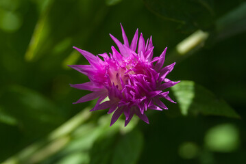 Fototapeta premium Purple cornflower flower on blurred background, close-up.