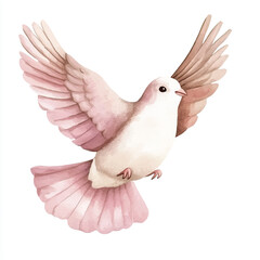 cute Dove watercolor clipart illustration isolated