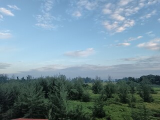 Sky and tree