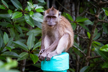 Cute monkey in Langkawi Island, Malaysia.