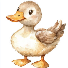 cute Duck watercolor clipart illustration isolated