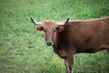 Fototapeta premium Cow in the Field
