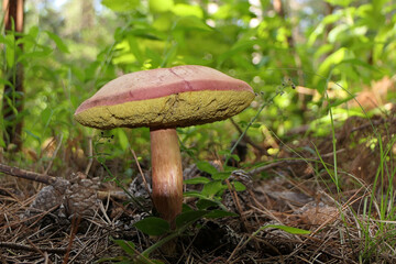 Red Cracking Bolete mushroom that doesn't have many cracks on it's top yet.