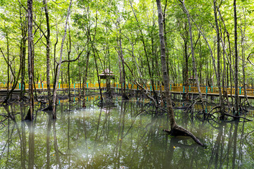 Kilim Geoforest Park on Langkawi Island, Malaysia. Rainforest park and tourist attraction.