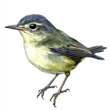 recommend clip art: cute Dusky Warbler watercolor clipart illustration isolated