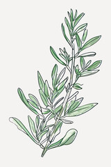 Elegant botanical line art illustration