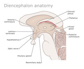 Fototapeta premium Part of human brain diencephalon medical diagram labeled.Vector illustration. 