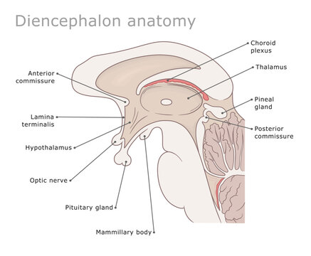 Part of human brain diencephalon medical diagram labeled.Vector illustration. 