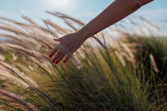 The girl runs her hand over the tall grass and touches it while walking through the fields in the sunset light.