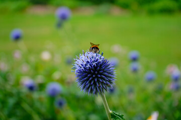 Honey bee on a round purple flower