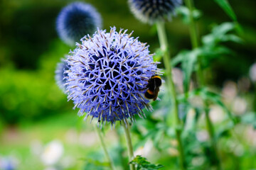 Honey bee on a round purple flower