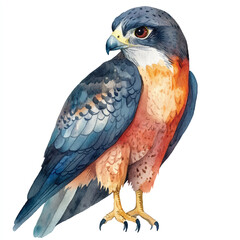 cute Falcon watercolor clipart illustration isolated