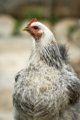 A close-up portrait of a white chicken, captured in soft, shaded light, showcasing the bird’s fine details and natural beauty in a calm, outdoor setting