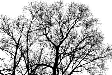 Tree branch silhouette on transparent background