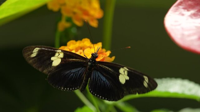 Heliconius doris, Doris longwing,  butterfly from Costa Rica in Central America. Heliconius, beautiful insect sitting on the green leave in the nature. Butterfly, wildlife nature. 