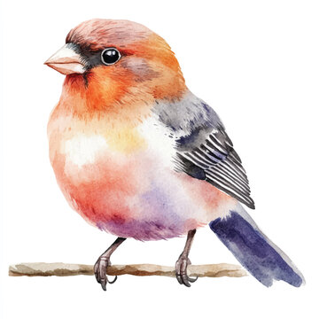 recommend clip art: cute Finch Bird watercolor clipart illustration isolated