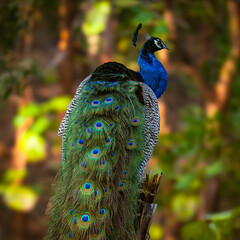 peacock with feathers