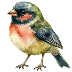 cute Finchling watercolor clipart illustration isolated