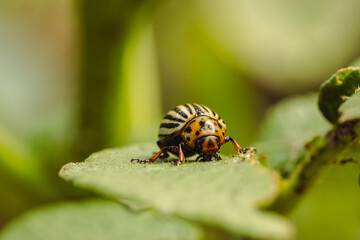 Colorado Potato Beetle on a Green Leaf
