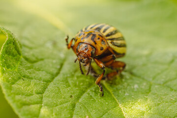 Colorado Potato Beetle on a Green Leaf