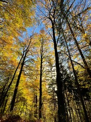 Obraz premium autumn in the forest